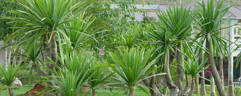 剑叶龙血树的养殖方法（剑叶龙血树的养殖方法和注意事项）