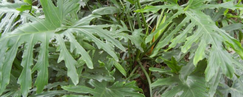 春羽叶子下垂怎么办（春羽叶子耷拉下来）