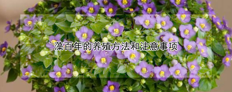 藻百年的养殖方法和注意事项（藻百年怎么养护）