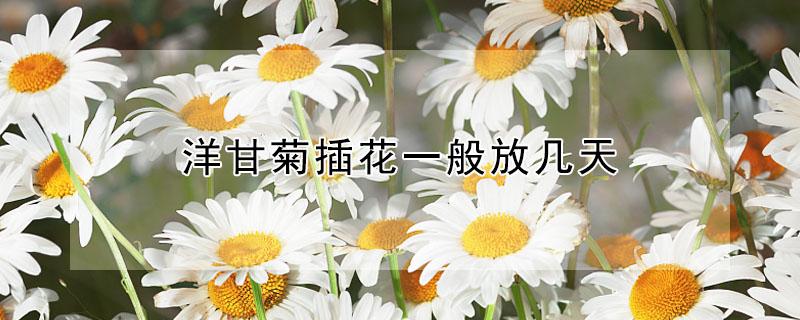 洋甘菊插花一般放几天（菊洋甘菊插花怎么维持时间长）