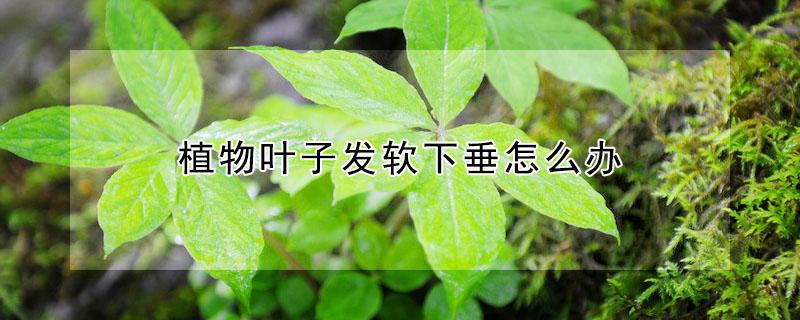 植物叶子发软下垂怎么办（植物叶子低垂怎么办）