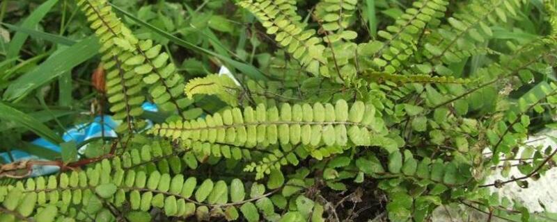 铁角蕨怎么养 铁线蕨怎么养