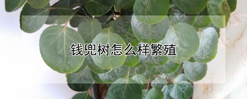 钱兜树怎么样繁殖（金钱树的养殖方法）