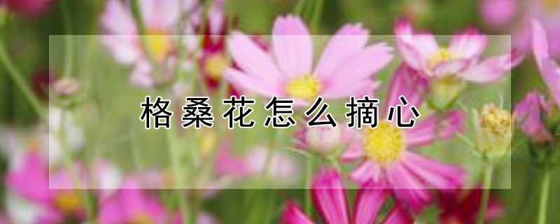 格桑花怎么摘心 格桑花怎样摘心