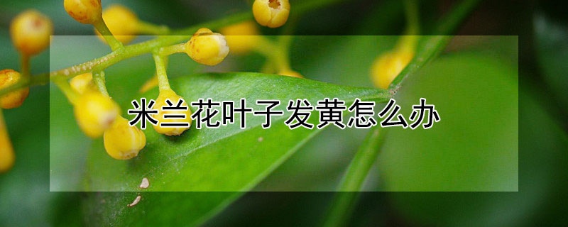 米兰花叶子发黄怎么办（米兰叶子发黄怎么办?）