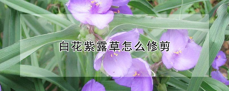 白花紫露草怎么修剪（白花紫露草如何修剪）