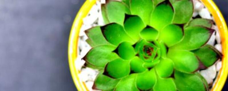 观音莲侧芽如何修剪（观音莲怎么修剪）