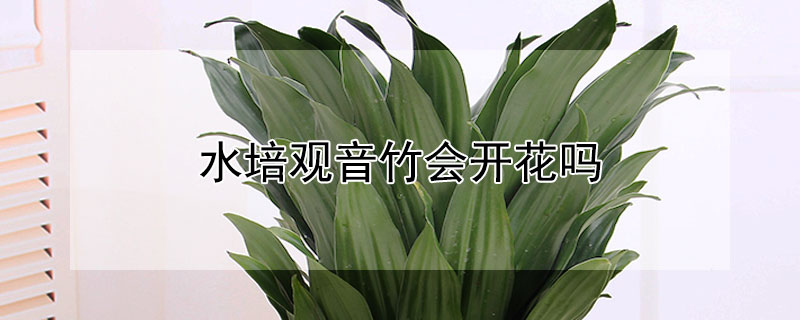 水培观音竹会开花吗（观音竹什么时候水培植比较好）