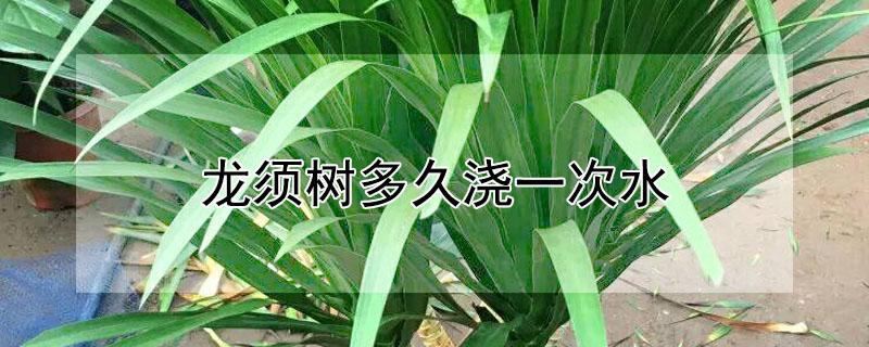 龙须树多久浇一次水（龙须树多久浇一次水龙须铁怎么养护）