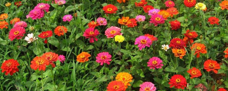 盆栽百日草矮化技术 百日草栽培技术