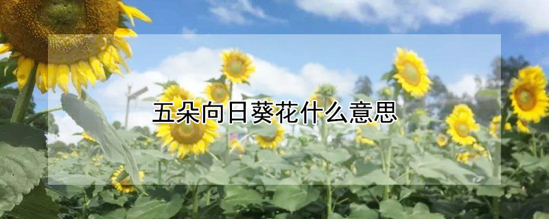 五朵向日葵花什么意思（五朵向日葵花的含义）