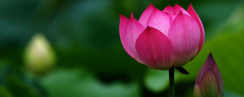 莲花入泥后如何护理 莲花怎么放泥