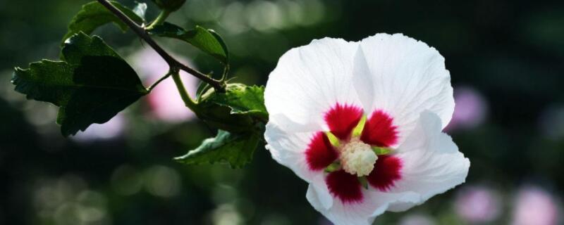 木槿花叶子蔫了有救吗（木槿花叶子蔫了怎么办）