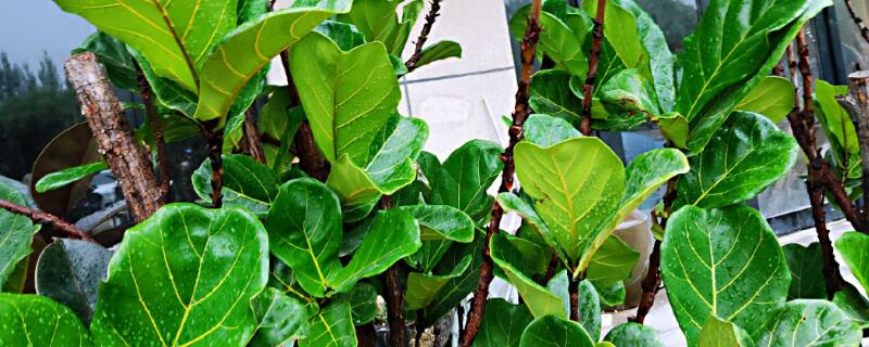 琴叶榕怎样叶插（琴叶榕叶插方法）