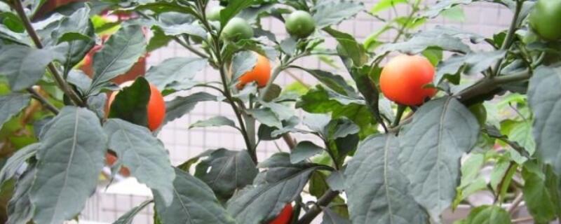 四季果换盆注意事项 四季梅换盆的注意事项