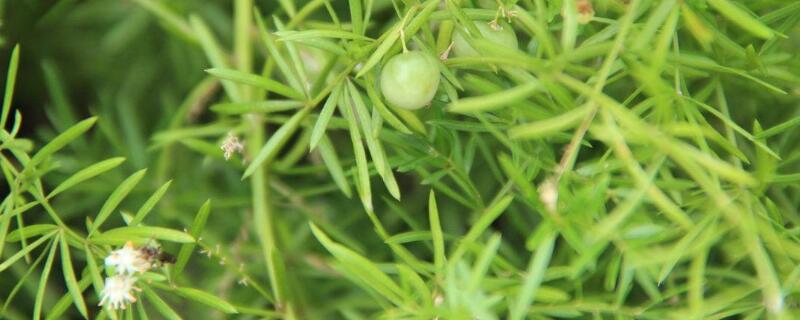 天门冬怎么修剪（天门冬需要剪枝吗）