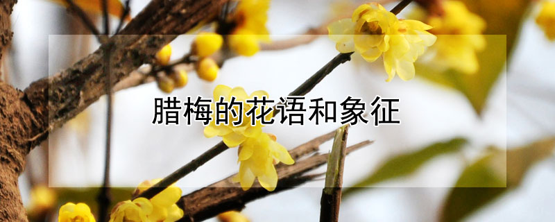 腊梅的花语和象征（腊梅的花语和象征意义）