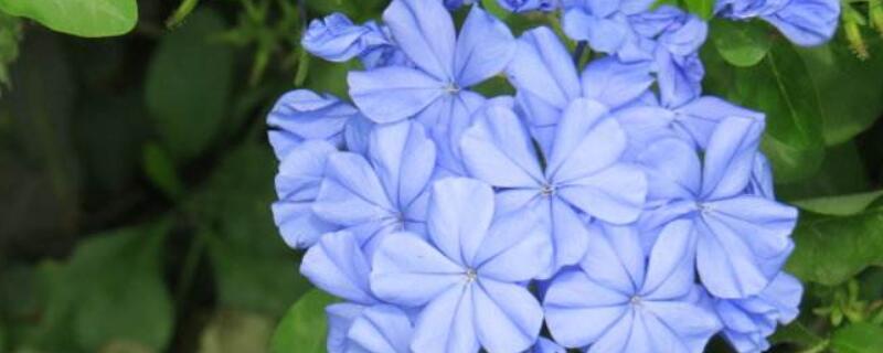 蓝雪花叶子发黄（蓝雪花叶子发黄怎么办）