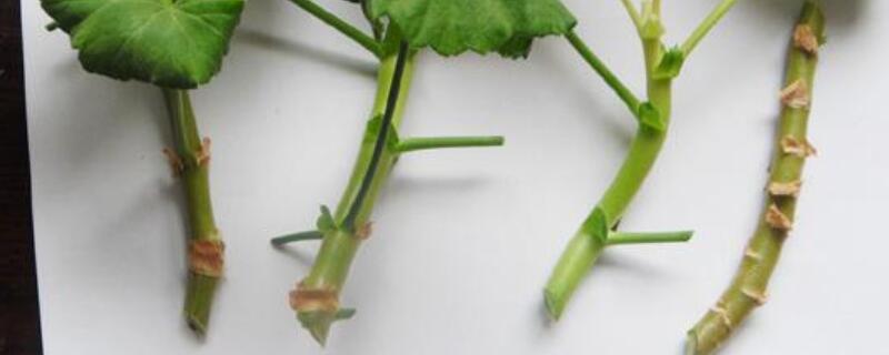 天竺葵的扦插方法与时间 家天竺葵扦插方法与时间