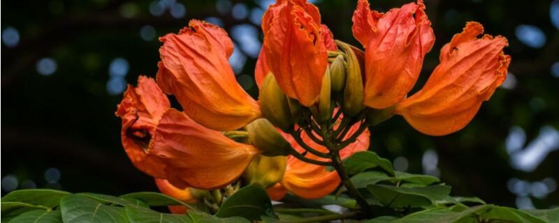 泰拉瑞亚火焰花怎么种（泰拉瑞亚火焰花怎么种视频）