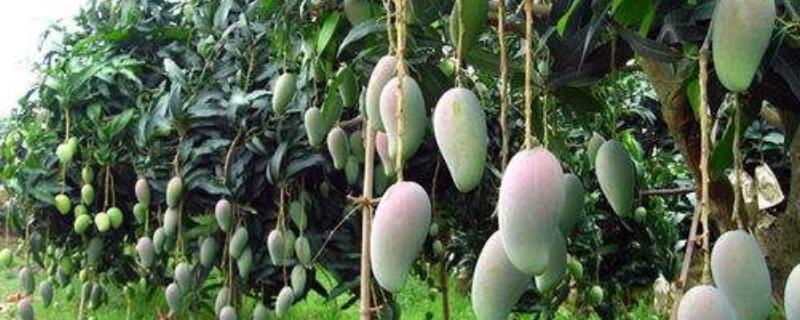 芒果盆栽怎么过冬 芒果盆栽冬天怎么养