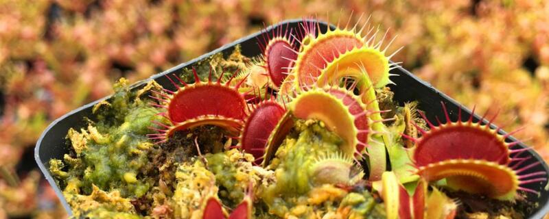 捕蝇草变黑了怎么办（捕蝇草变黑怎么回事）