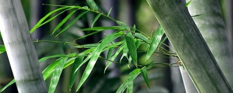 室内竹子的养法（室内竹子怎么养好）