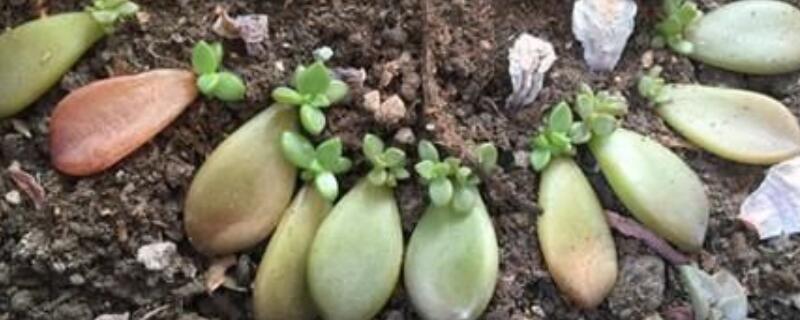 叶插长根后要不要浇水（多肉叶插长根后要不要浇水）