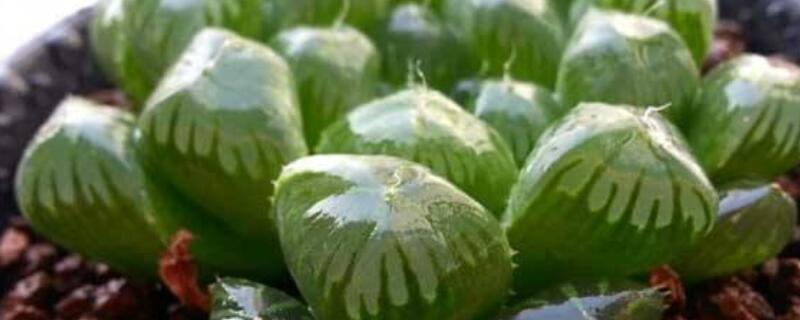 玉露灰了怎么变绿（玉露颜色发灰）