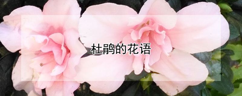 杜鹃的花语 兴安杜鹃的花语