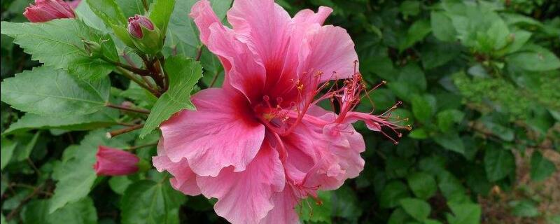 重瓣朱槿怎么养（重瓣朱槿适合家养吗）