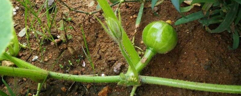 南瓜什么时候掐尖 南瓜掐尖了还会结南瓜吗