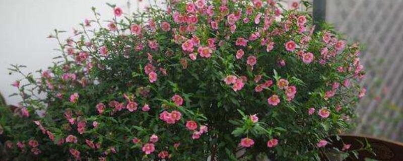 小木槿叶子发黄脱落 小木槿花叶子黄了脱落怎么回事