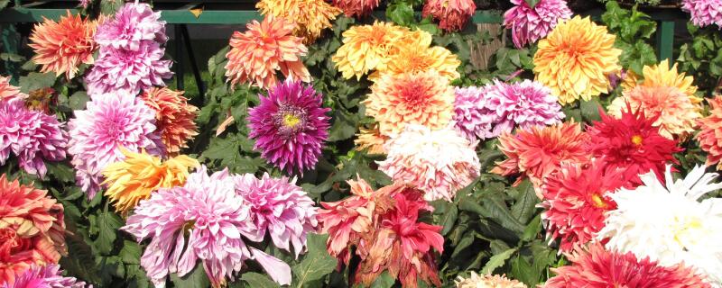 大丽花为什么蔫叶子(大丽花叶片枯萎怎么办)