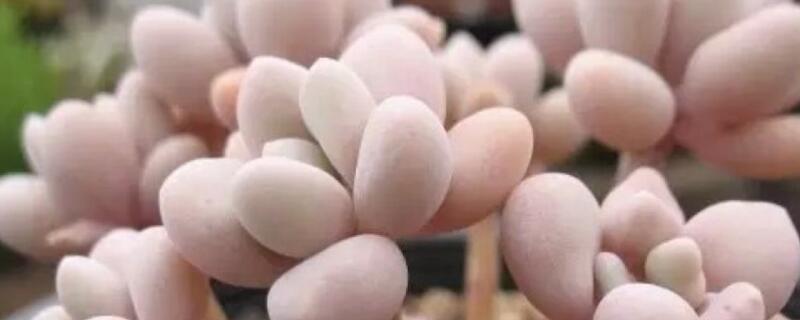 桃蛋怎么安全度夏（桃蛋怎么过夏天）