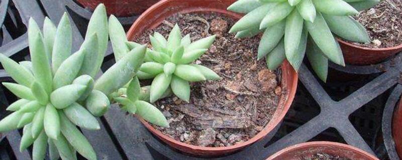 景天如何扦插繁殖 圆叶景天怎么扦插视频