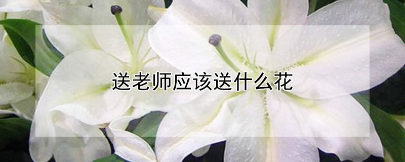 送老师应该送什么花（给老师送什么花合适?）