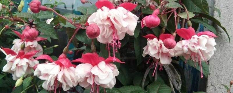 倒挂金钟的养殖方法（植物倒挂金钟的养殖方法）