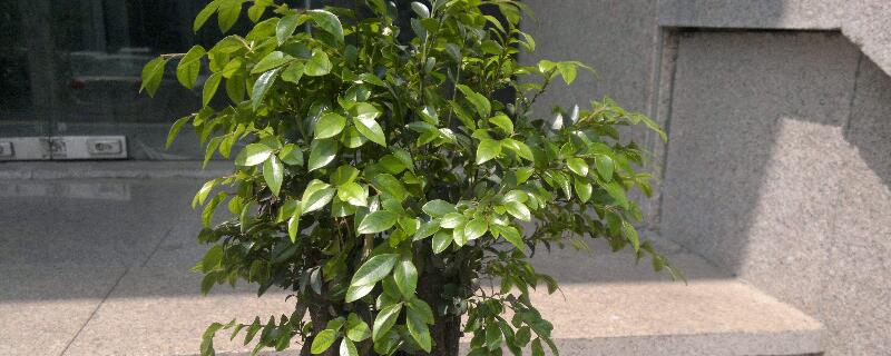 小叶紫檀怎么养（小叶紫檀怎么养长得快长得美）