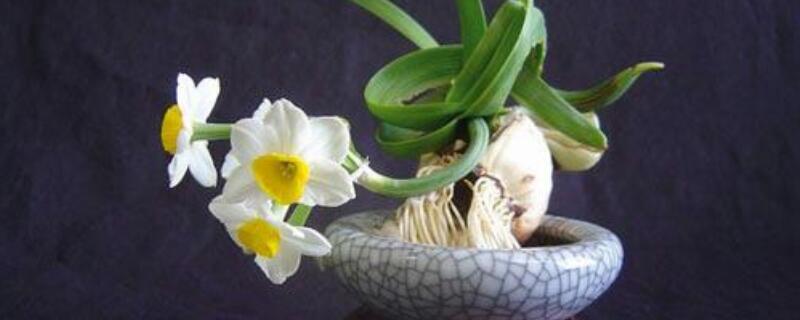 洋水仙种球水培方法 洋水仙种球种植方法水培