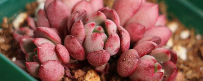 多肉配盆技巧 多肉配盆技巧,木质花盆怎么搭配