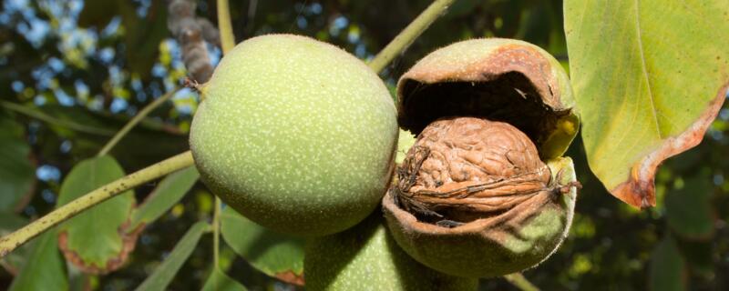 核桃树怎么管理 文玩核桃树怎么管理