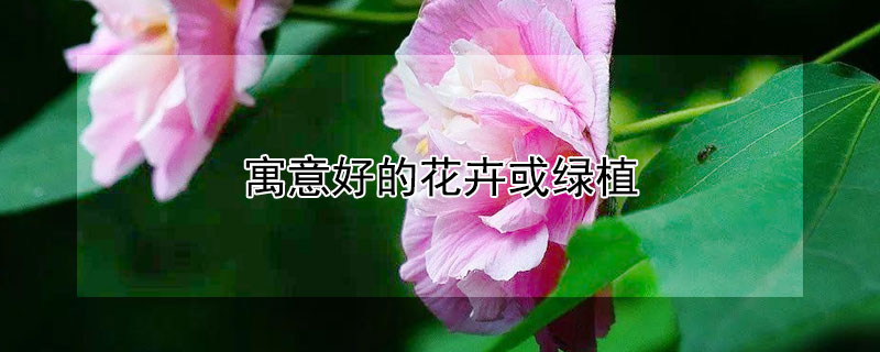 寓意好的花卉或绿植 寓意好的植物花卉