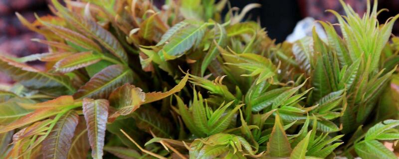 香椿树能插活吗 香椿树的枝子能插活吗