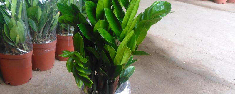 摇钱树多久浇水一次（摇钱树多长时间浇水合适）