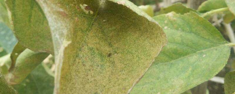 杏树叶子发黄是什么病 杏树黄叶落叶是什么病