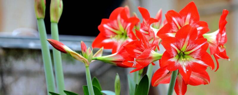 对红花什么时候换盆（对红花换盆应注意什么）