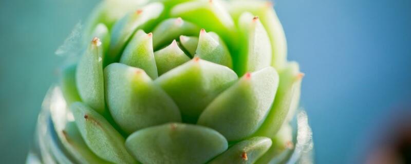 静夜叶片发黄怎么回事 静夜叶子黄了怎么办