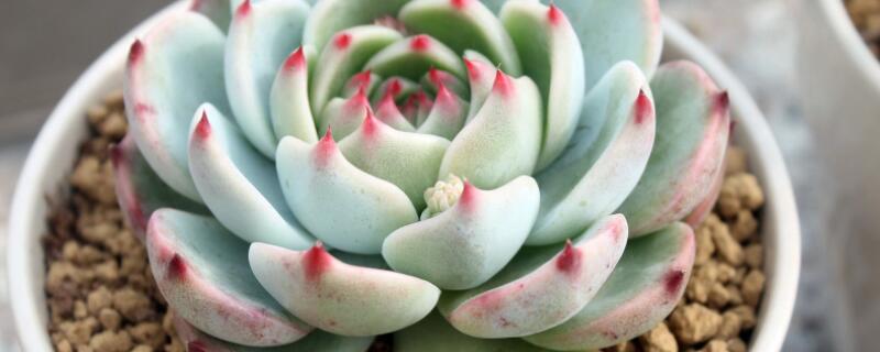 多肉的花剑要不要剪掉 多肉的花剑要剪掉么