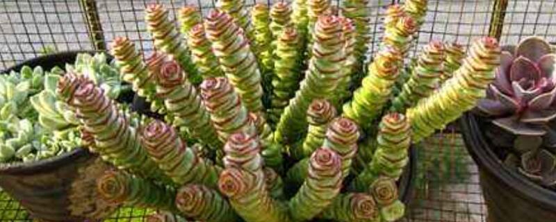 金钱串怎么养 金钱串怎么养殖方法